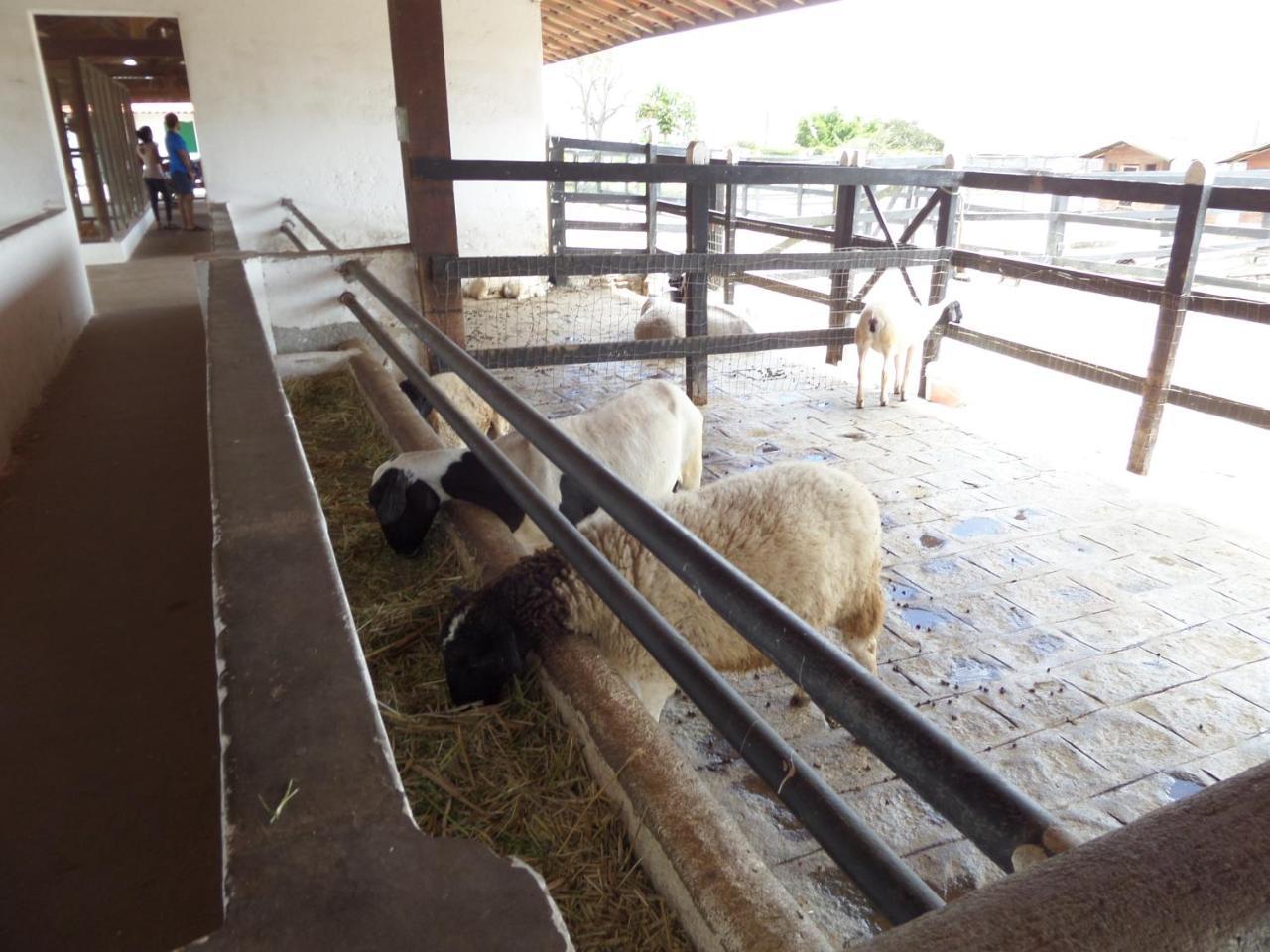 Ferienwohnung Flat Fazenda Monte Castelo-Ao Lado Da Piscina Gravatá Exterior foto